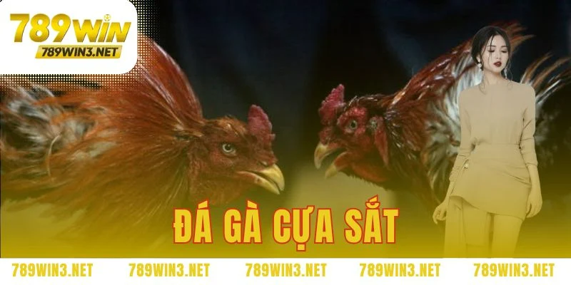 đá gà cựa sắt